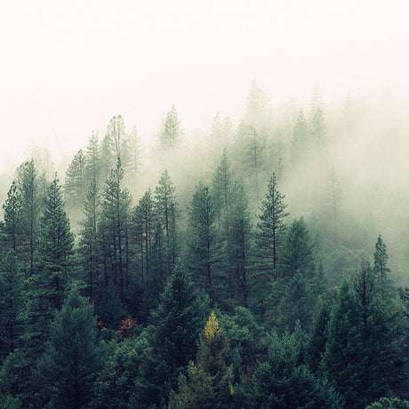 Wood + Spa - Candlefy