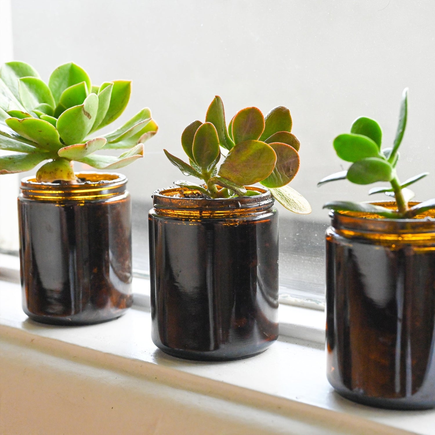 How to Repurpose Candle Jars for Succulent Planters - Candlefy