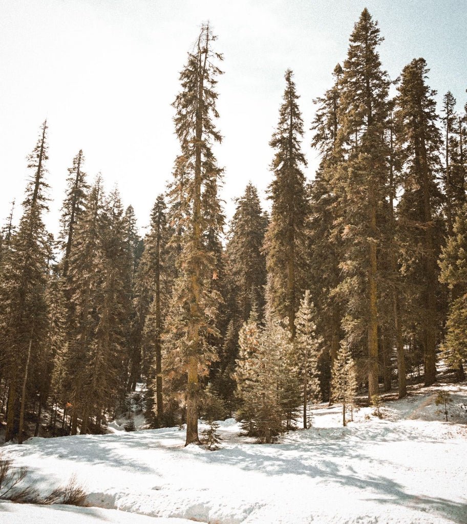 Visit Sequoia & Kings Canyon this Winter - Candlefy