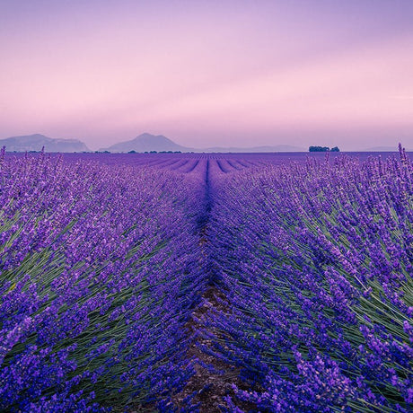 Floral - Candlefy